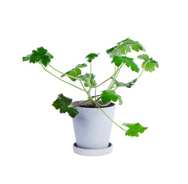 HAY Flowerpot urtepotteskjuler, XL - grå - Ø: 21,5 cm. - Bahne